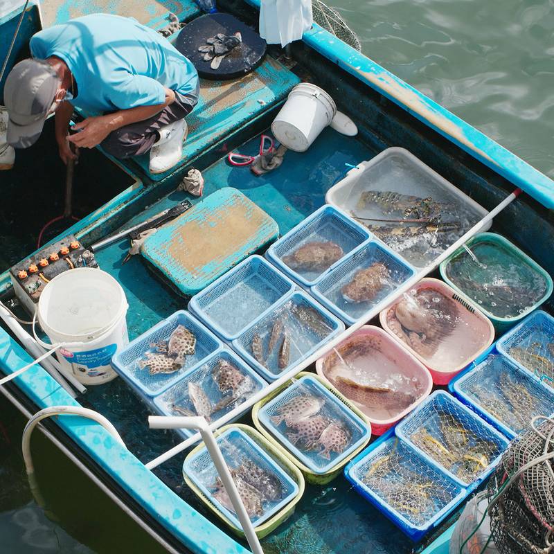 12 manfaat ikan untuk kesehatan makan ikan membantu nelayan