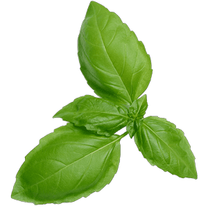 basil ornamen 2