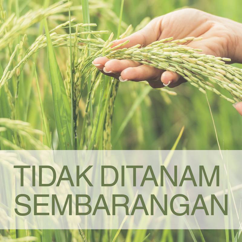 beras basmati tidak ditanam sembarangan