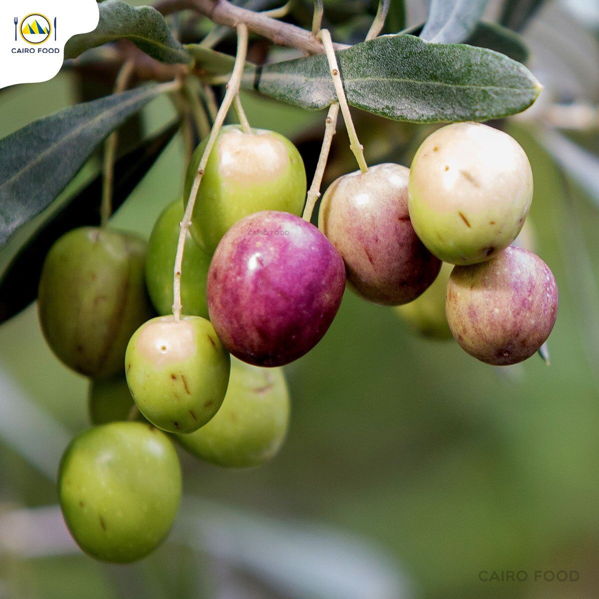 pemanfaatan buah zaitun untuk makanan