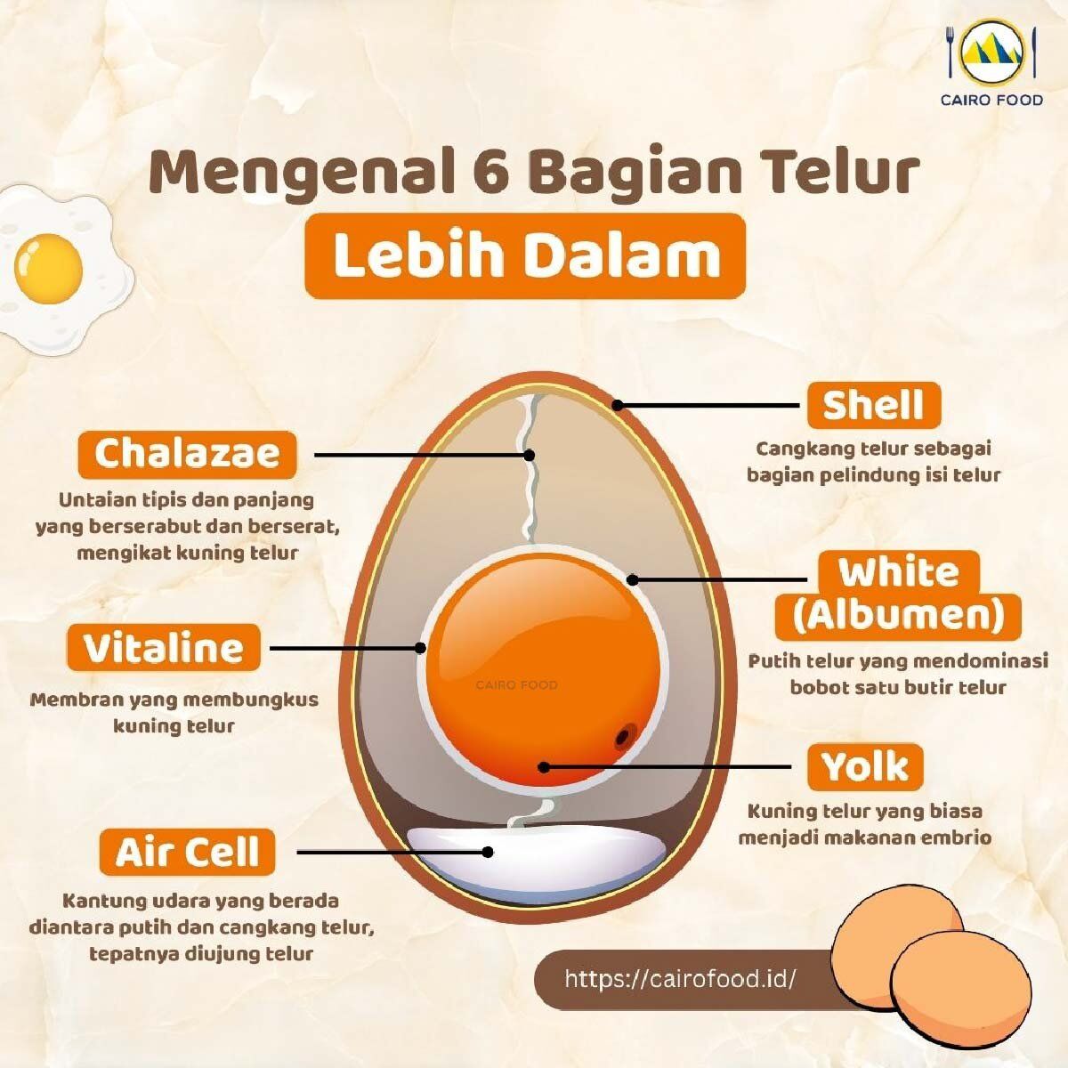 Infografis Mengenal 6 Bagian Telur Lebih Dalam