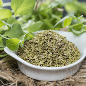 jenis oregano