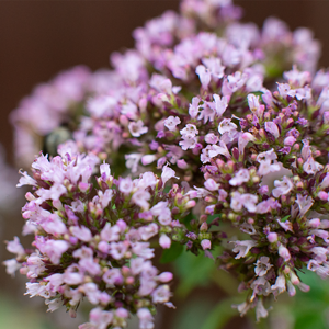 jenis oregano ornamental