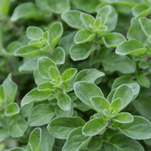 jenis oregano syrian