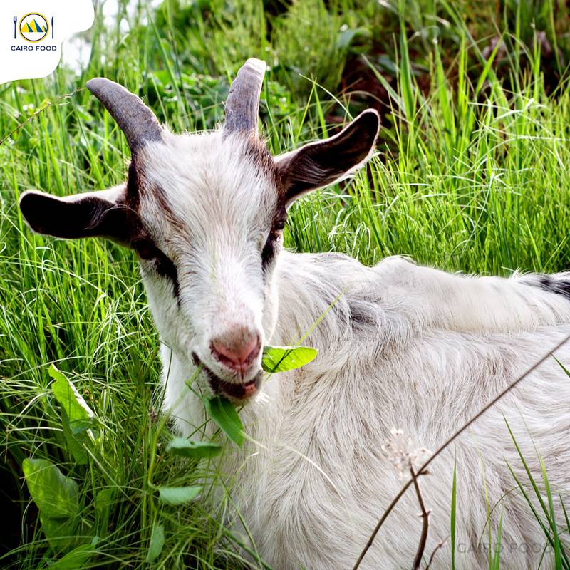 kambing makan rumput