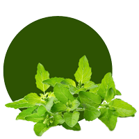 Daun Basil