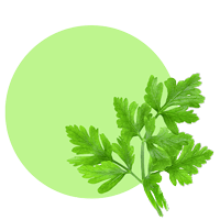 Daun Parsley